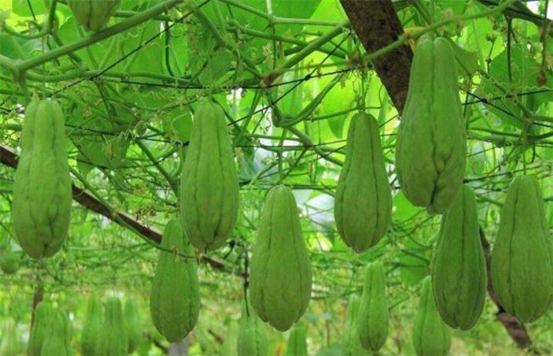 佛手瓜什么时候种最好「佛手瓜什么时候种最好 种植方法」